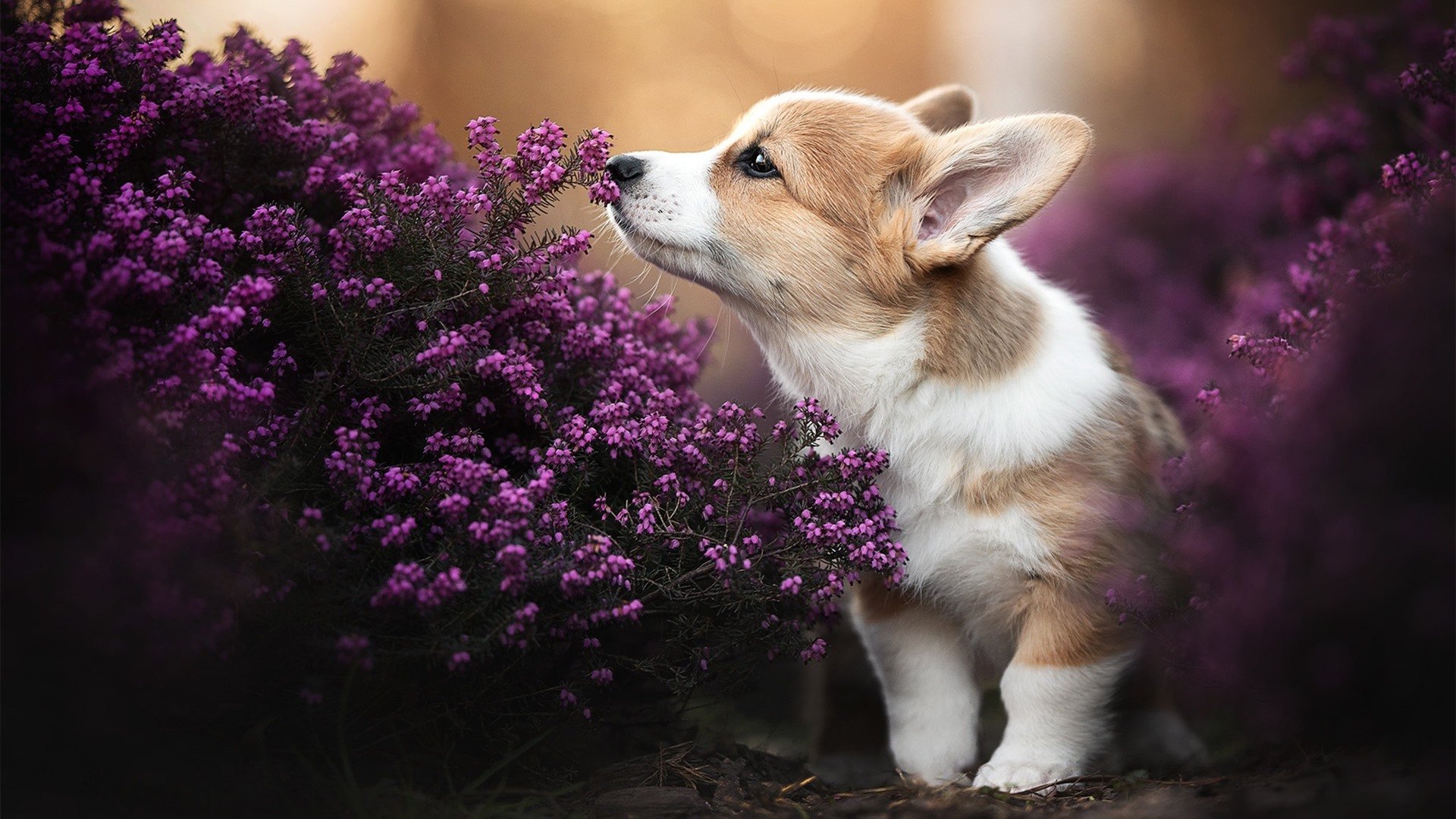 团队与个体的交响，奥地利队的破晓之战与林高远的赤焰燃烧