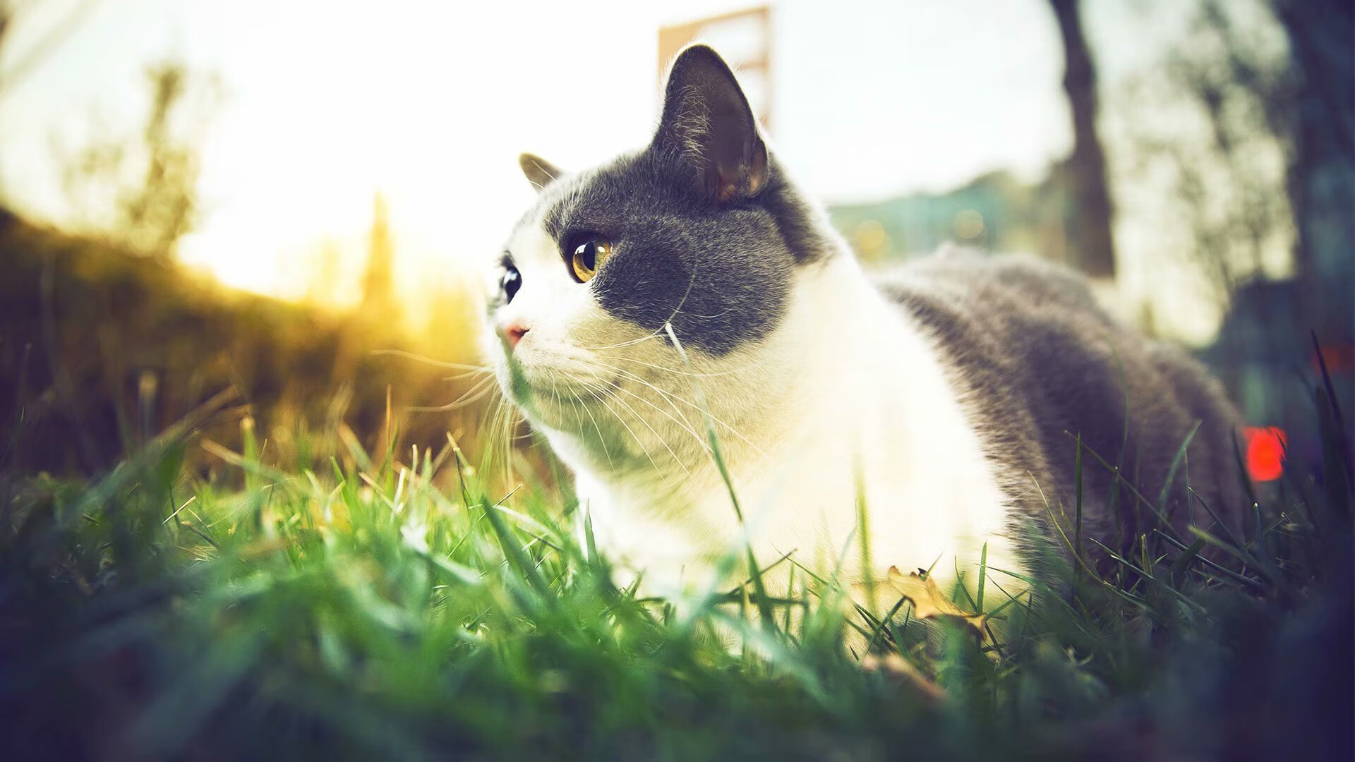 爱游戏官方入口-梅阿查改写蓝黑史诗，唯一未加盟巨星绝杀蓝军