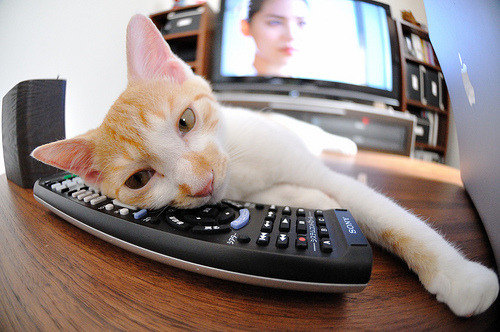 夜幕下的蓝色闪电，威廉姆斯绝杀雷诺，维斯塔潘如何点燃赛场不朽狂澜