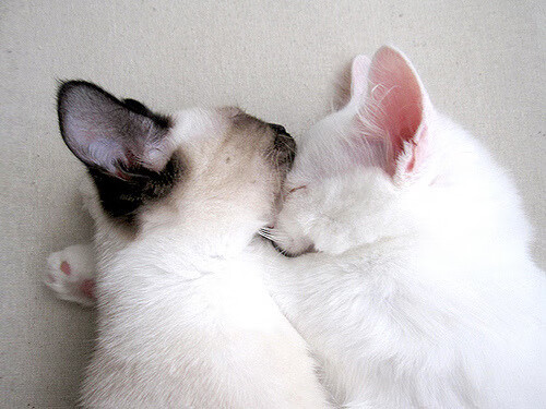 爱游戏下载-孤胆英雄！张宁37分率山西突围北京，这场焦点战定义赛季分野