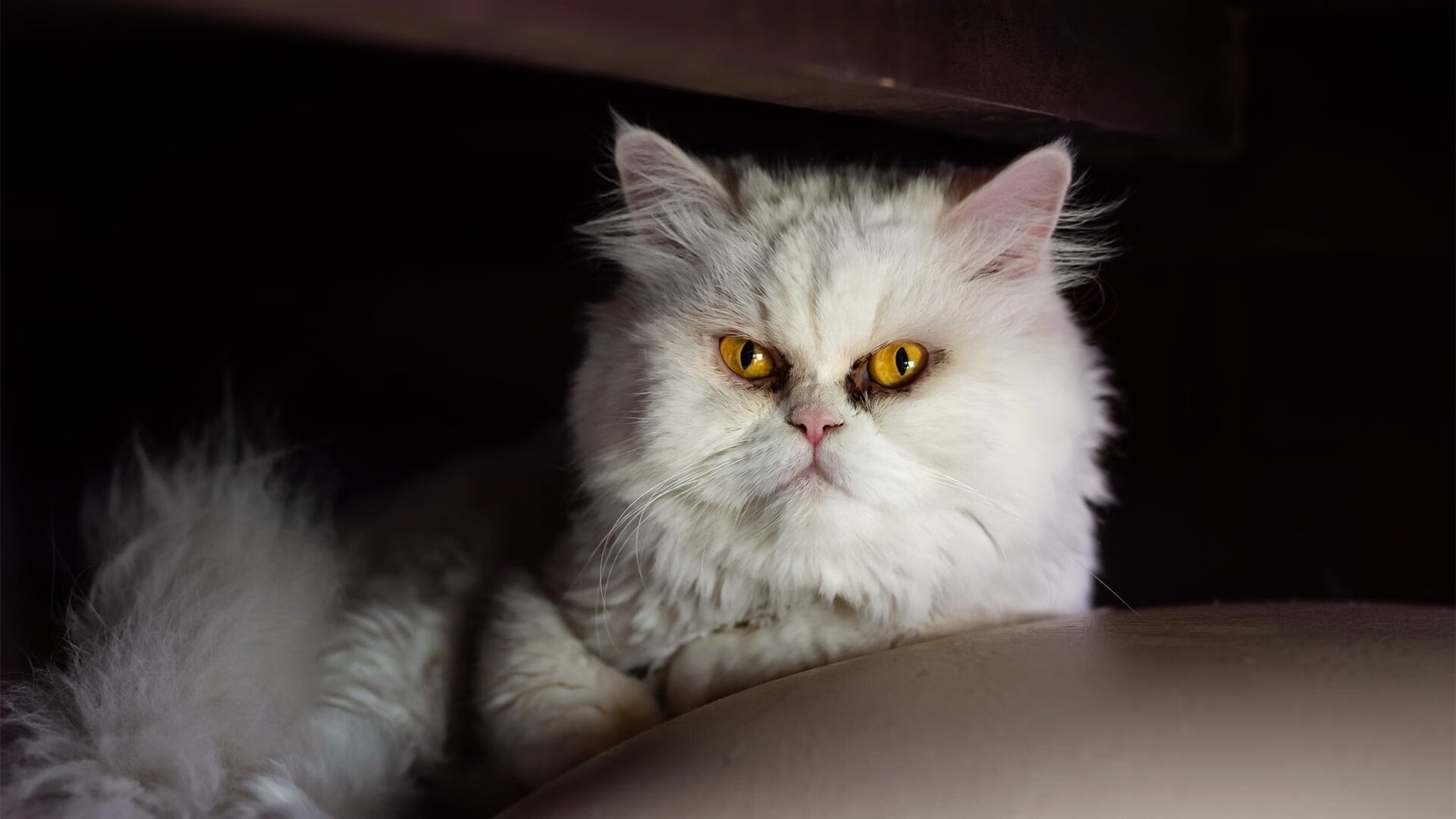 时光裂缝中的单刀