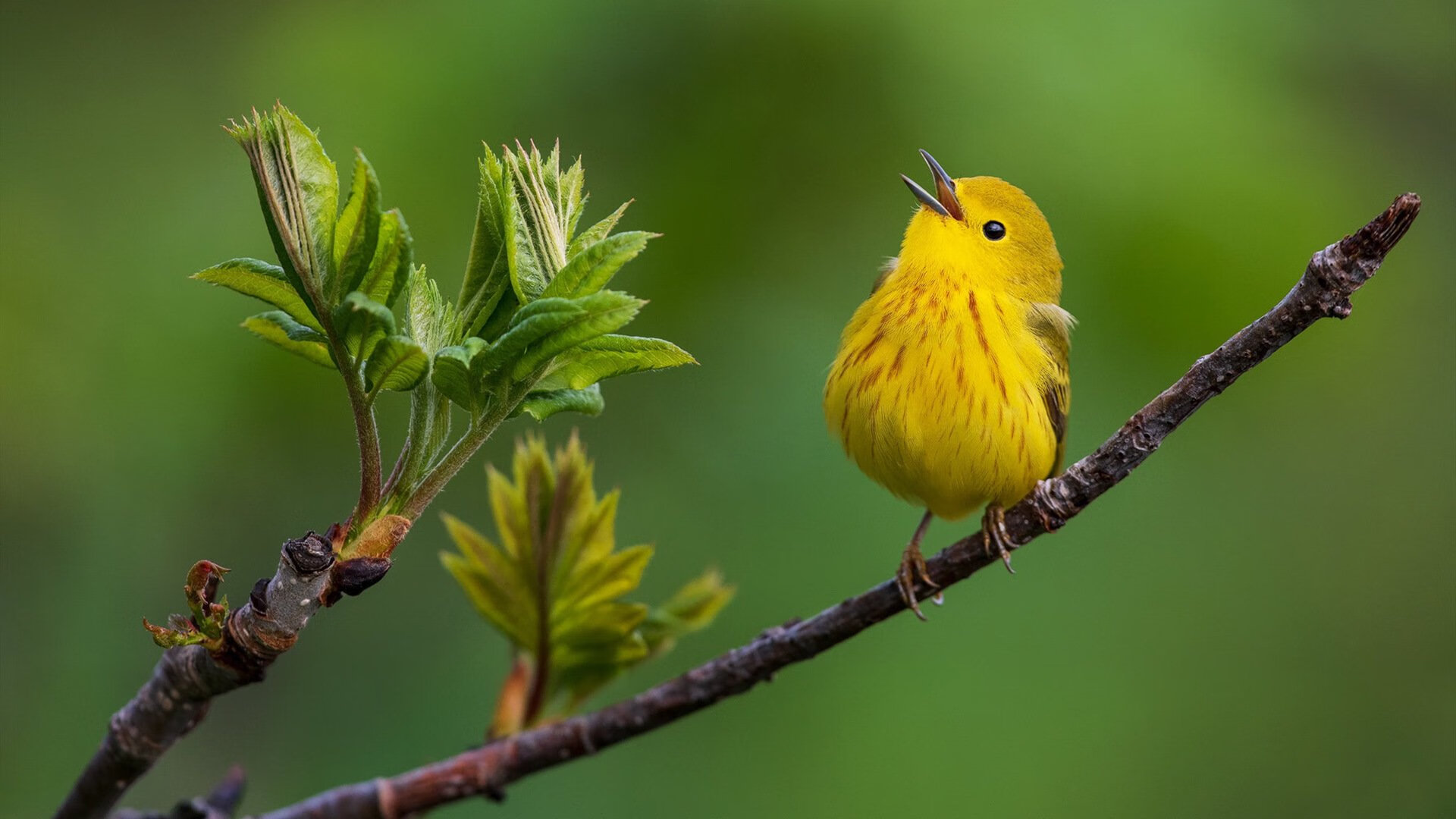 史上最强抢七中锋!约基奇用全能之夜定义篮球新维度