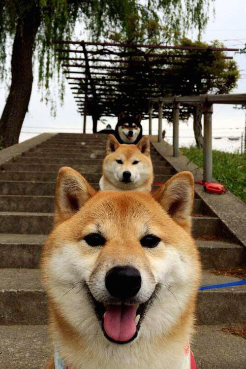 从贝洛奥里藏特到圣西罗,特奥的绿色闪电如何在鏖战中劈开胜利