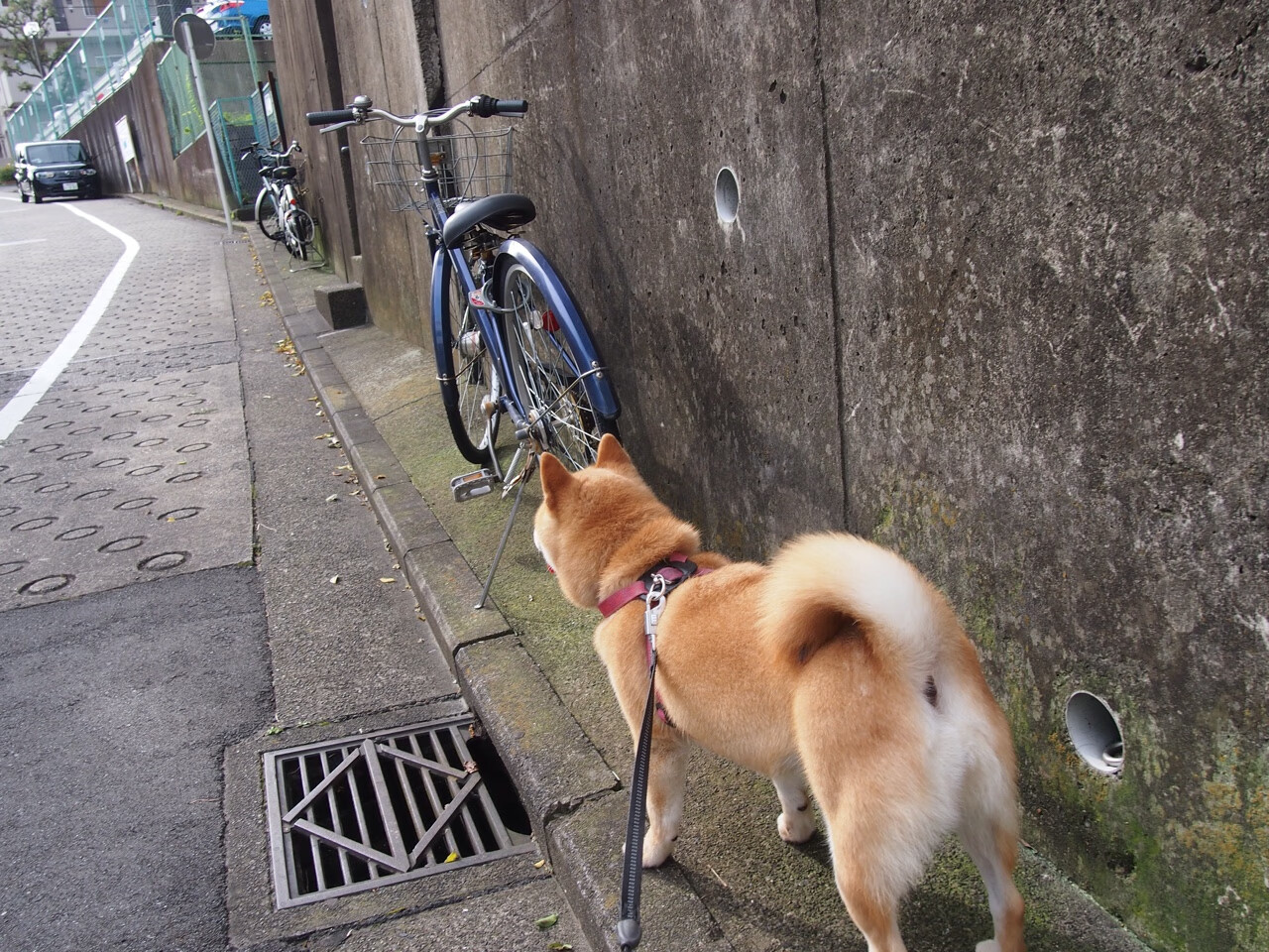 从马特乌斯的口误到温布利的荣耀,当人们谈论多特蒙德对阵阿尔及利亚时,他们在谈论奥纳纳