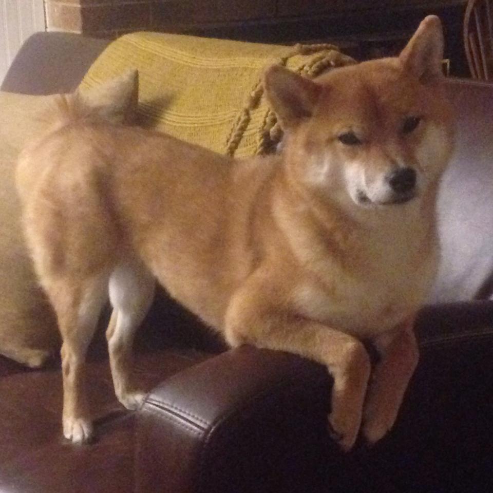 爱游戏体育-基因突变与遗传密码，库尔图瓦的节点突变如何对抗巴萨植入喀麦隆的足球DNA