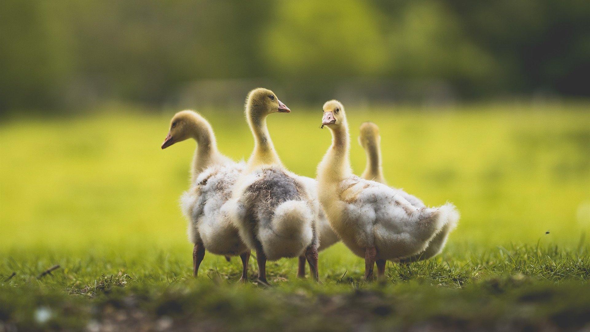 从硬木到赛道，西亚卡姆以F1式接管终结勇士王朝