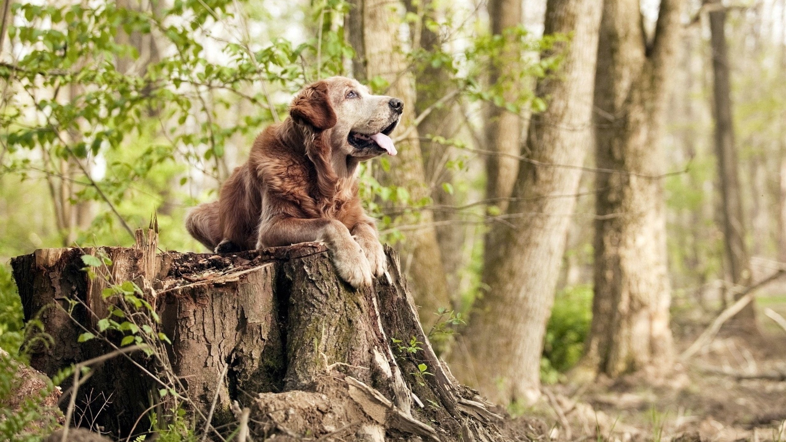 爱游戏入口-试金石之夜，浓眉的个人宣言与奇才的淘汰赛奇迹