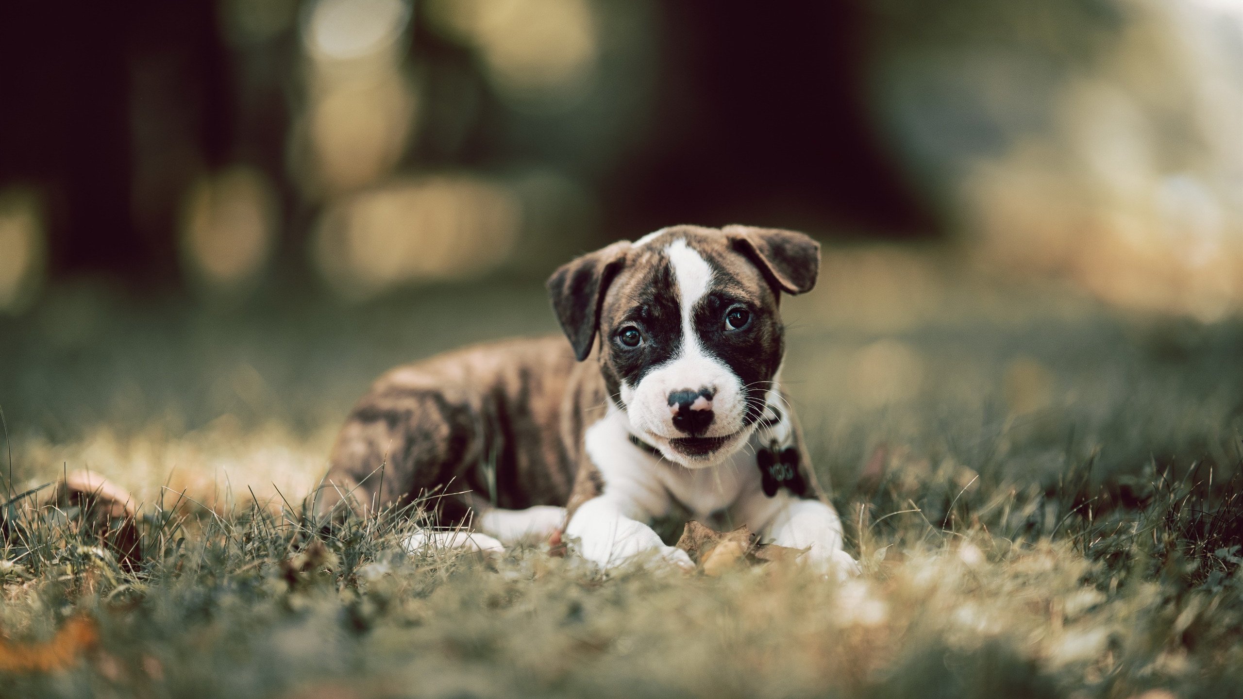 爱游戏在线-压力容器内燃，奥运周期关键战之夜，杜兰特的独一性化学反应