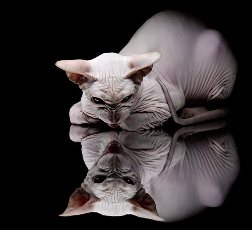 当奥地利冰河遇见亚马逊激流，足球节奏的艺术与若日尼奥的英超霸权